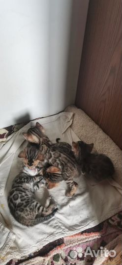Бенгальские котята