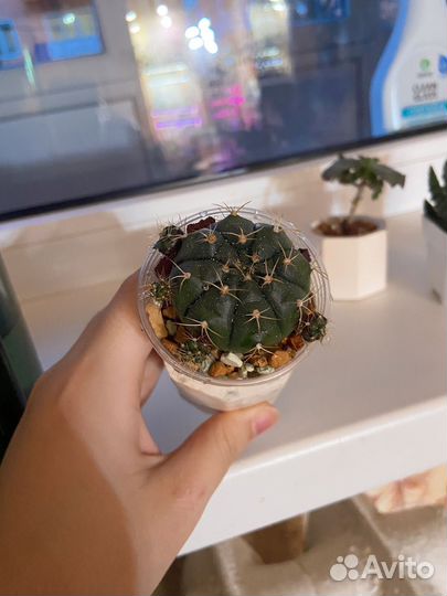 Суккуленты