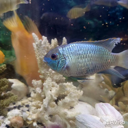 Аквариумные рыбки цихлиды