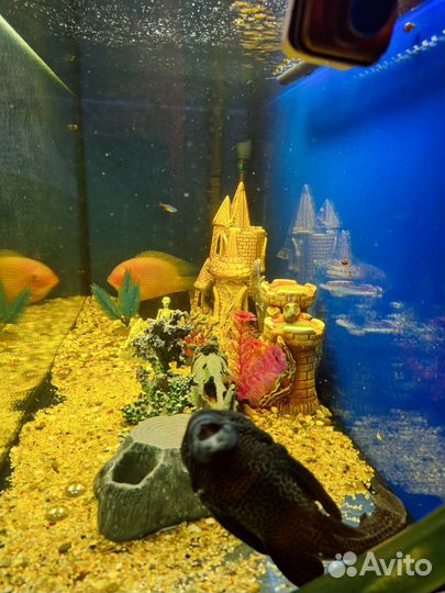 Аквариум с рыбками