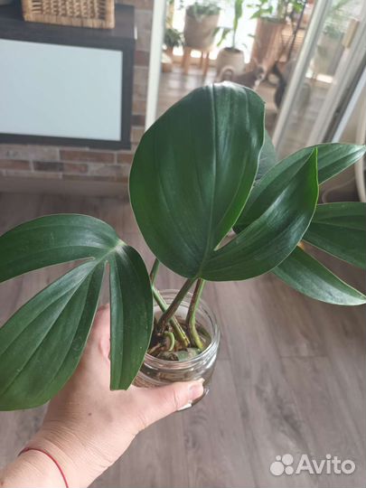 Филодендрон хвост дракона