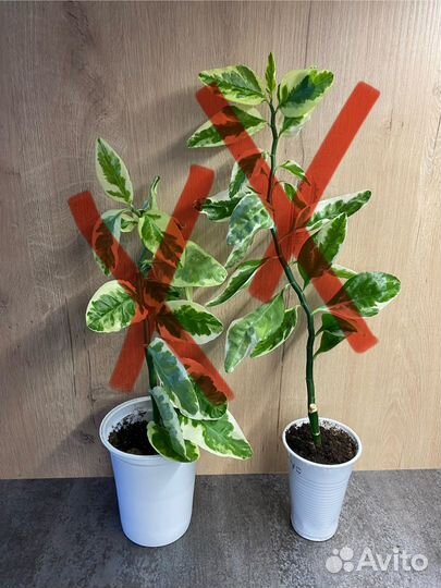 Педилантус