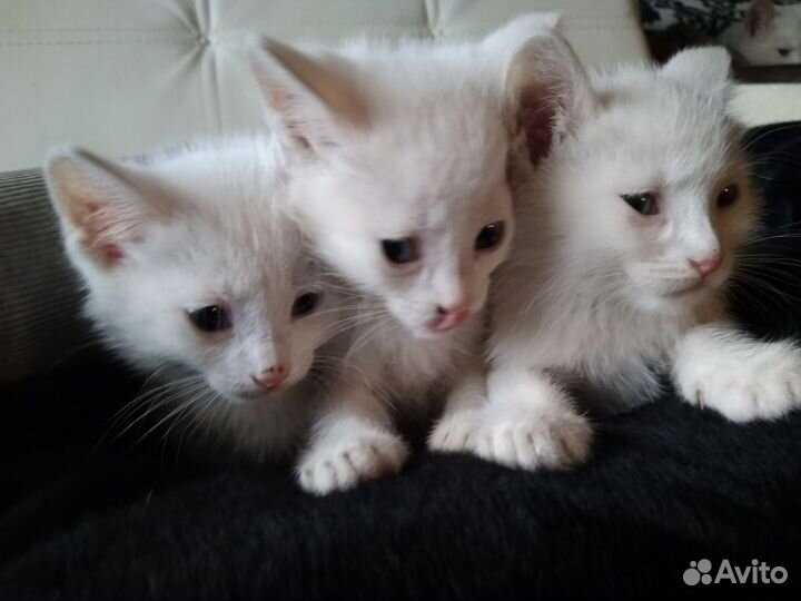 Белые котята