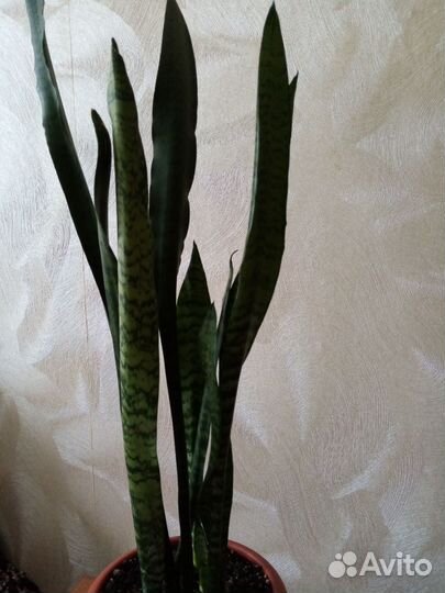 Сансевиерия