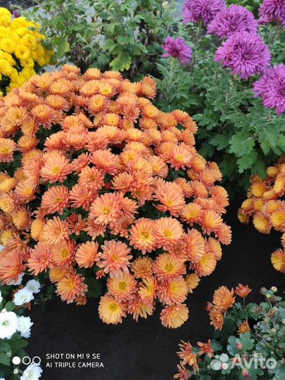 Хризантемы