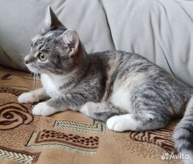 Котенок деочка 3 мас