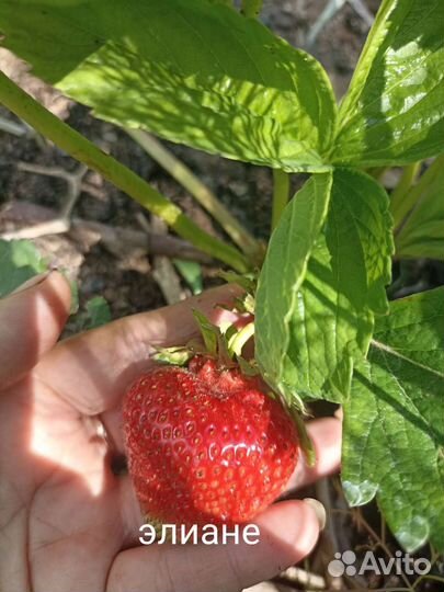 Саженцы клубники