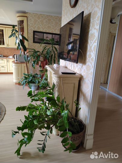 Замиокулькас