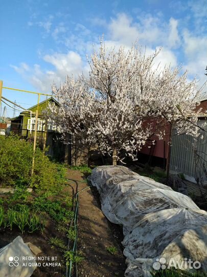 Саженец абрикоса