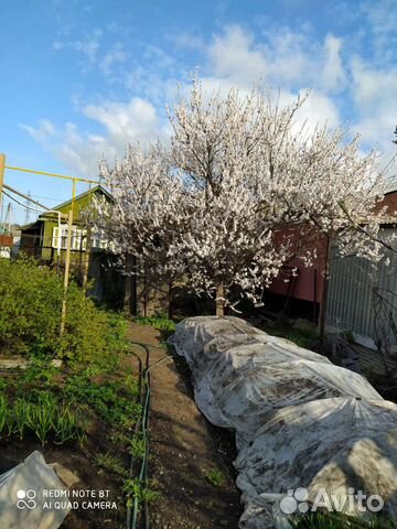 Саженец абрикоса