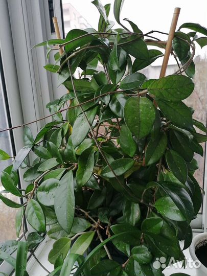 Хойя восковой плющ Отростки