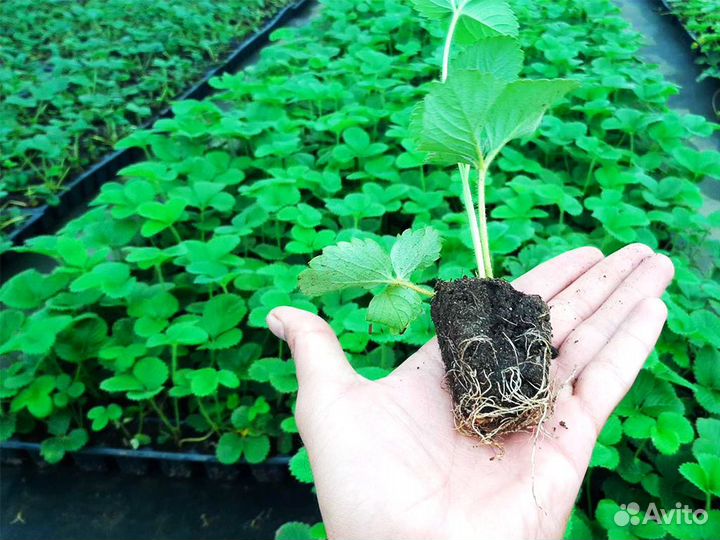 Рассада клубники. Оптом от 128 шт