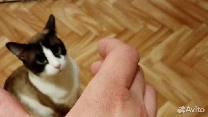 Кот Сноу шу