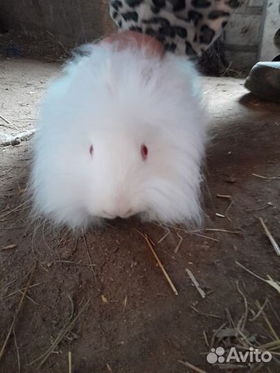 Кролики пуховые