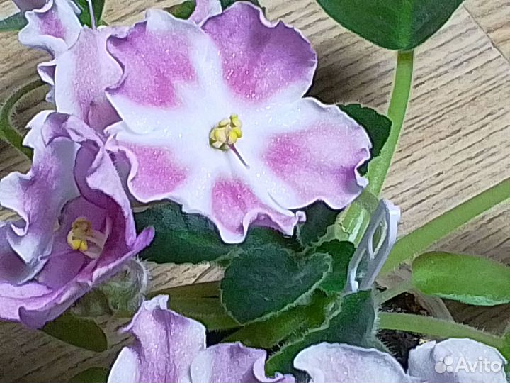 Цветущие фиалки