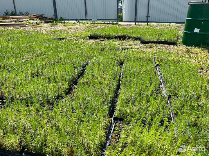 Саженцы сосны зкс от производителя