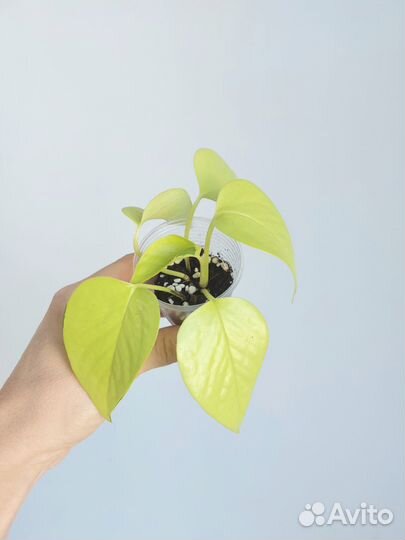 Набор растений