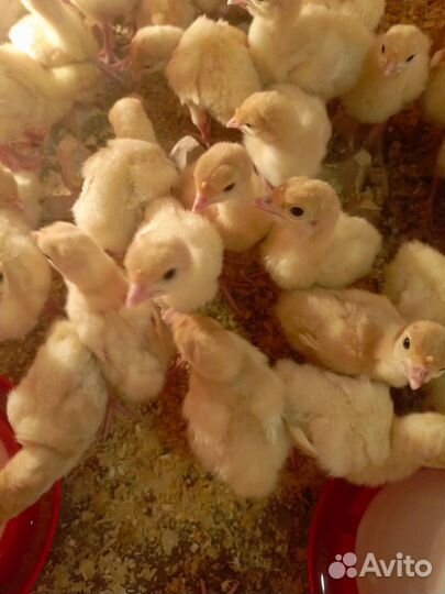 Индюшата Биг 6 и конвектор