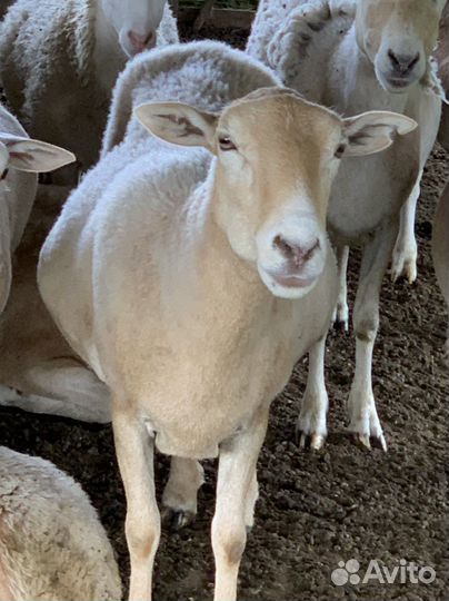 Овцы бараны катумские