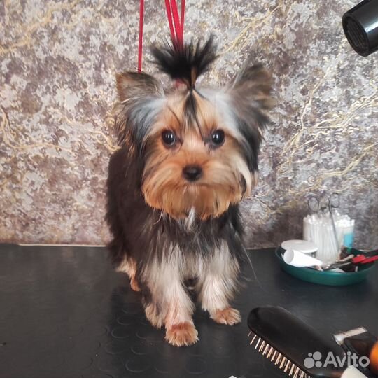 Йорк мини девочка