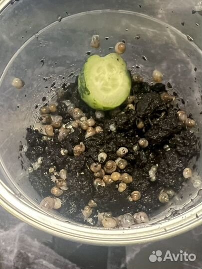 Улитки ахатины бесплатно