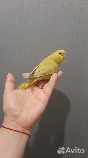 Волнистые попугаи