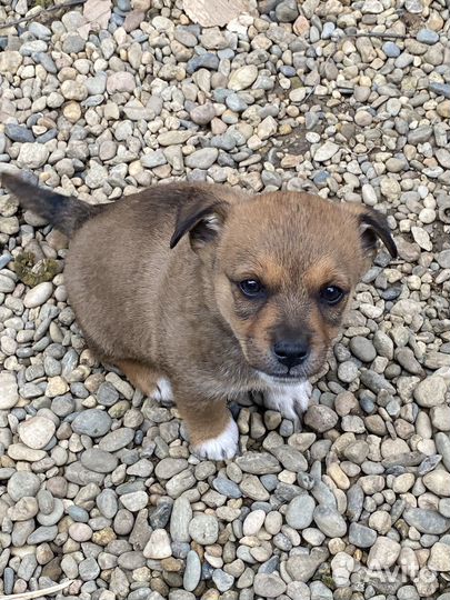 Отдаю щеночков в добрые руки