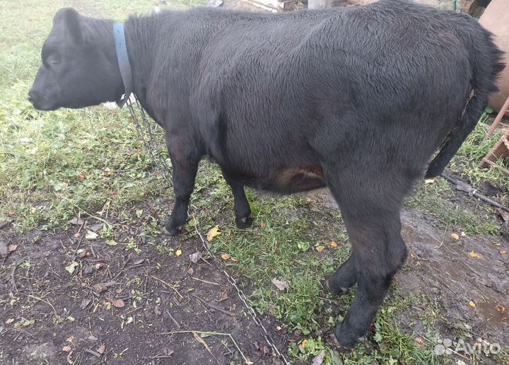 Абердин ангус телки