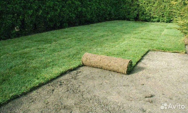 Продажа рулонного газона