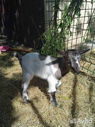 Козлята камерунские