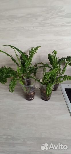 Папоротник комнатный