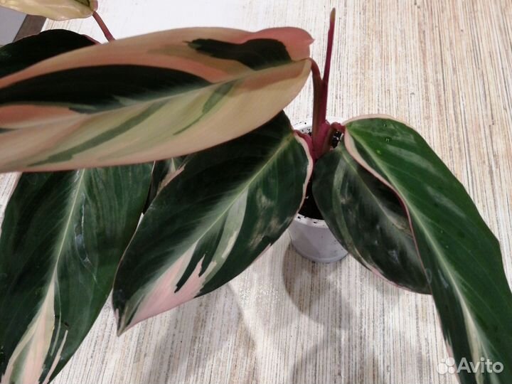 Строманта триколор