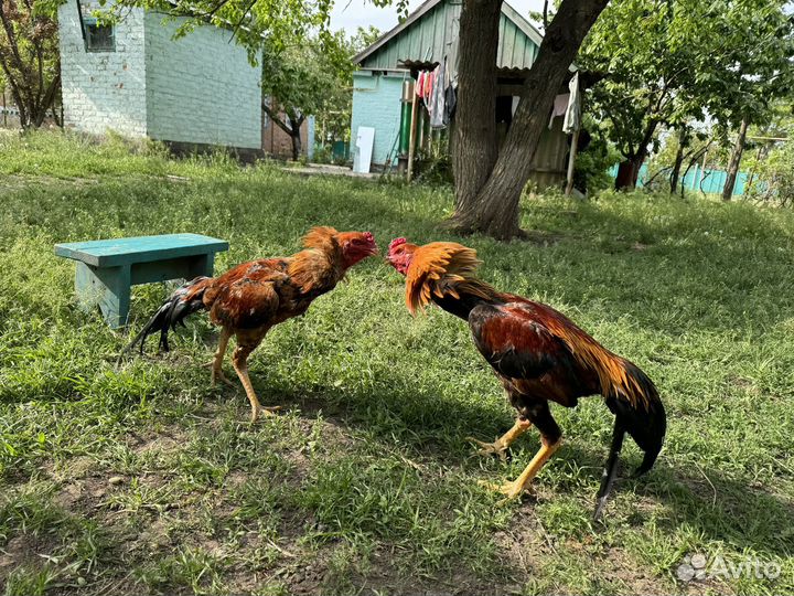 Бойцовая птица