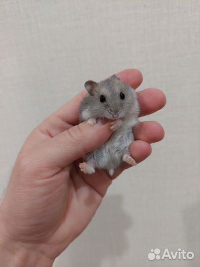 Джунгарский хомяк