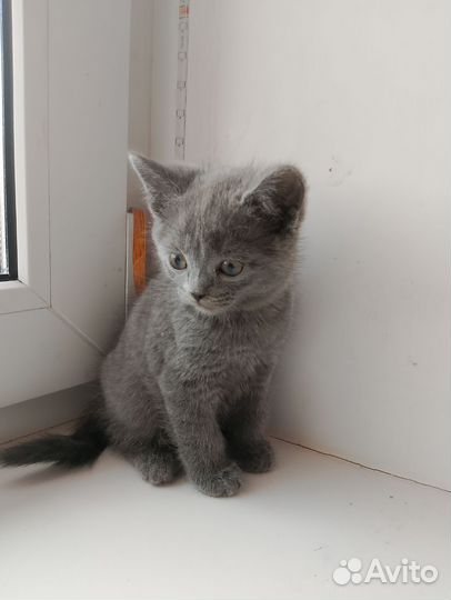 Британские котята
