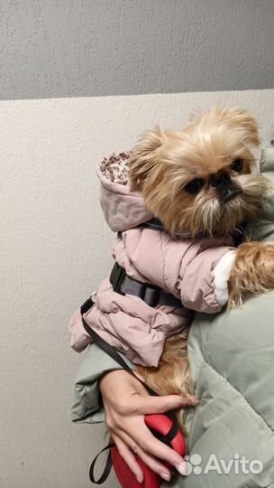 Передержка маленьких собачек, грызуны, попугаи