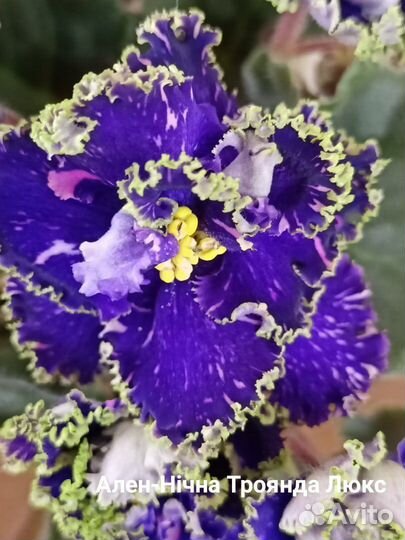 Сортовые фиалки