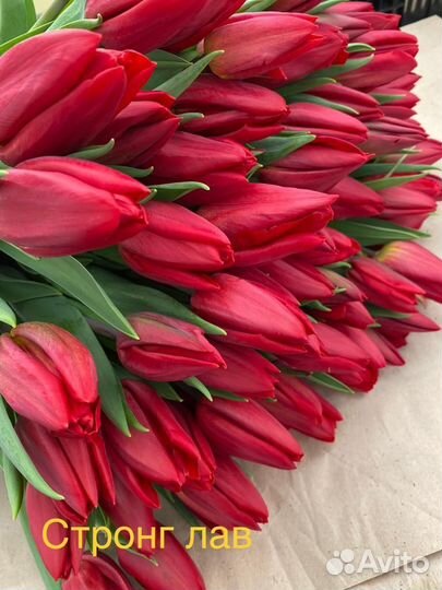 Тюльпаны к 8 марта