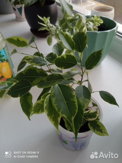 Фикус бенджамина