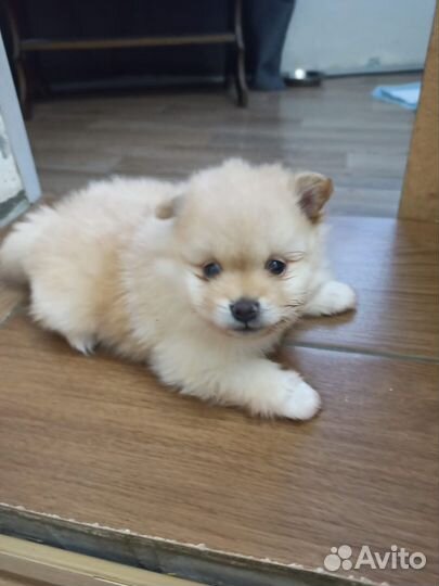 Щенки шпица