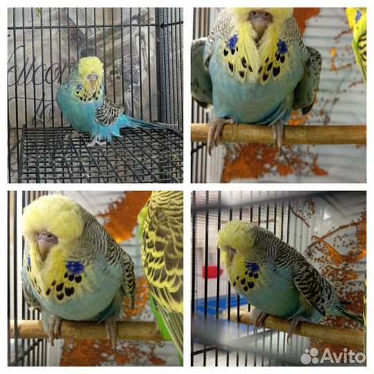 Попугаи ввп чехи