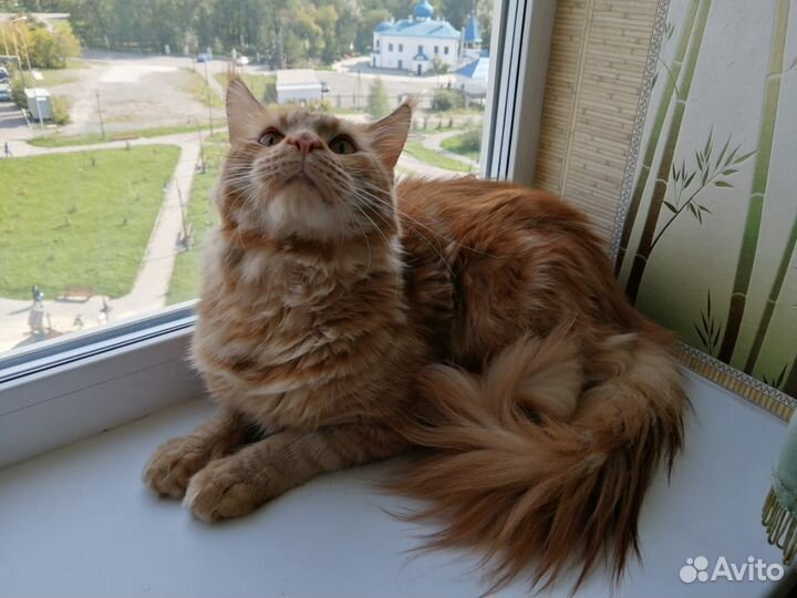 Золотой Мейнкун на вязку