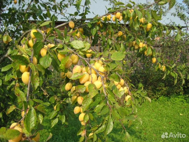 Сливы синей(чернослива) и жёлтой саженцы