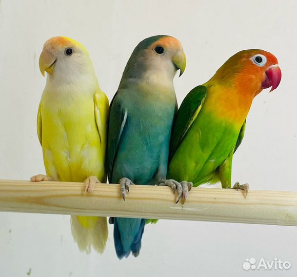 Попугай неразлучники птенцы