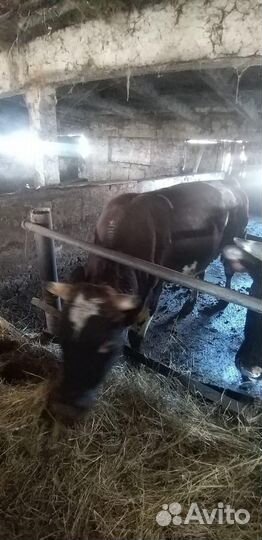 Быки на мясо живым весом