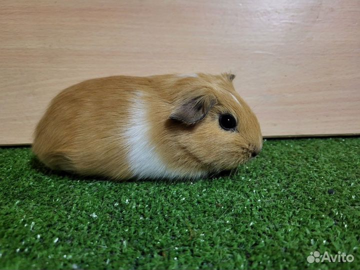 Морская свинка