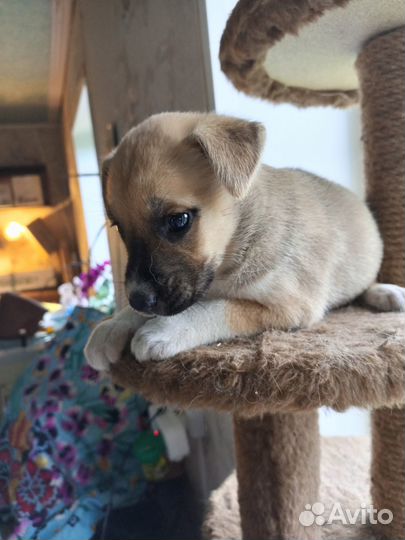 Серьезные щенки для серьезной работы