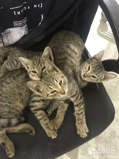 Котята отдам в добрые руки бесплатно