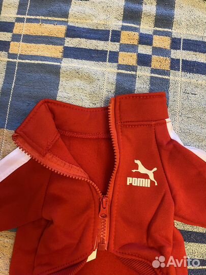 Толстовка для сабаки