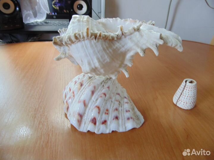 Сувенир Океанские ракушки